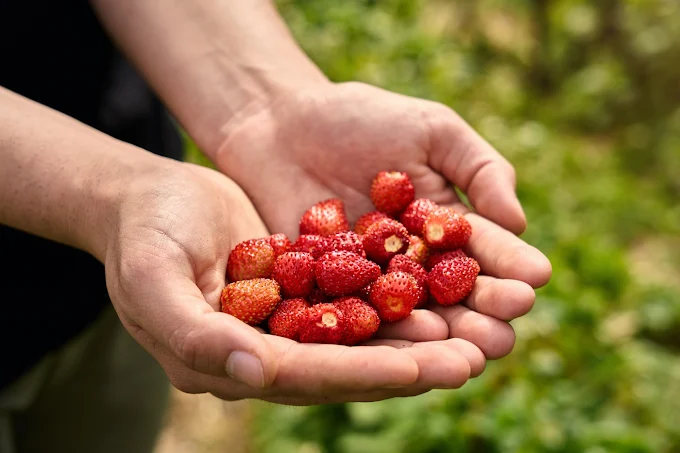 Fraise des bois rouge mains