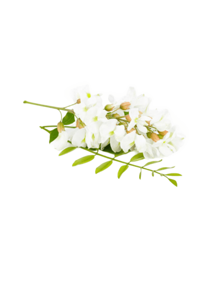 Fleur d'acacia