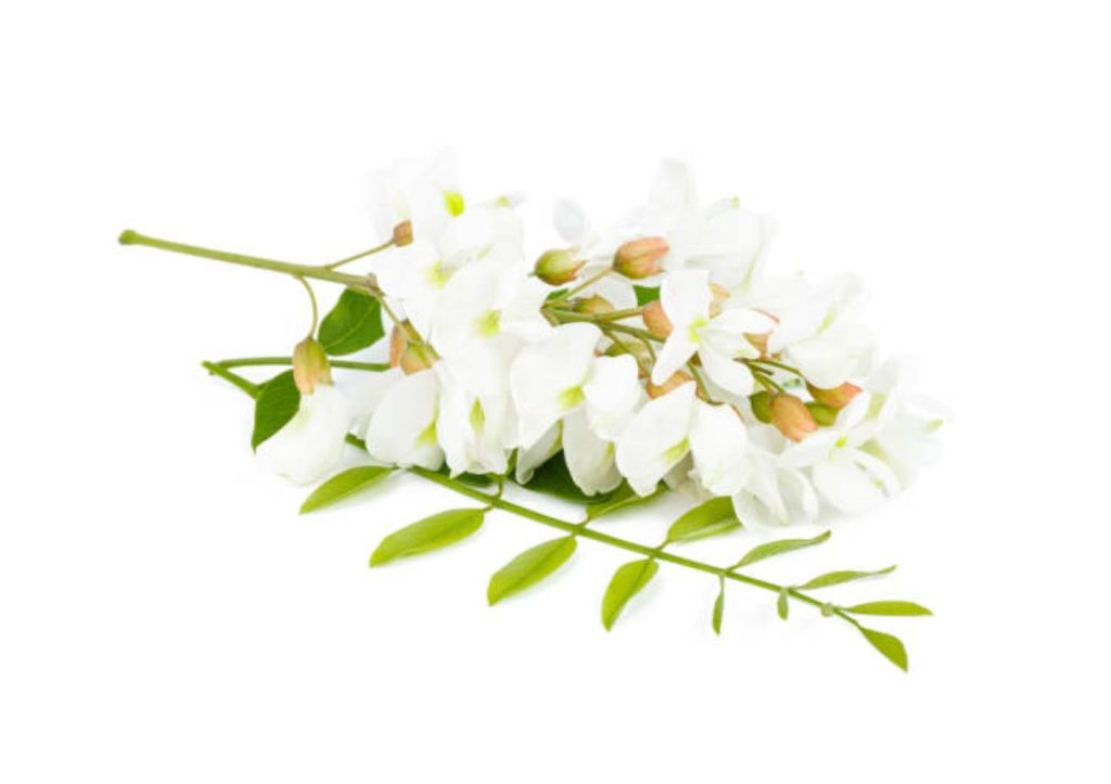 Fleur d'acacia