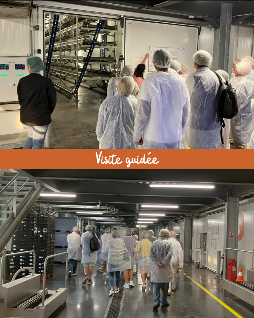 Visite guidée de la champignionnière