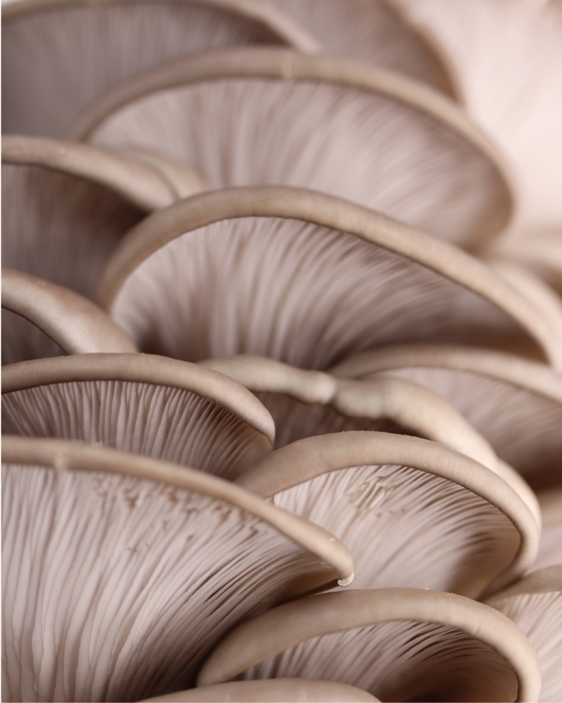 Pleurote Grise