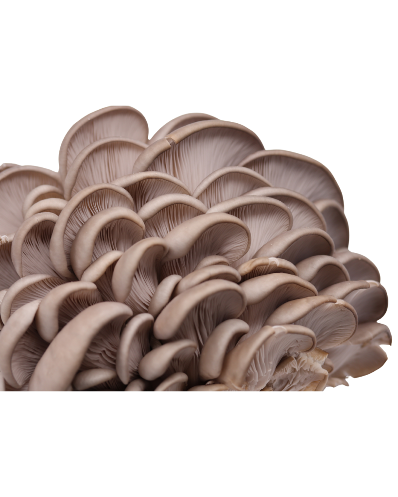 Pleurote