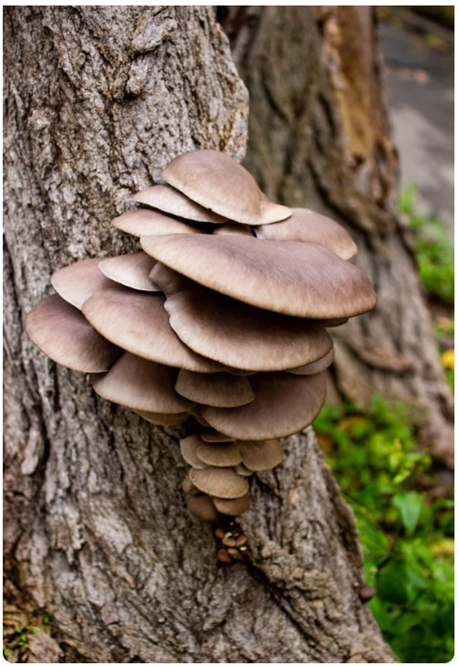 pleurote sauvage